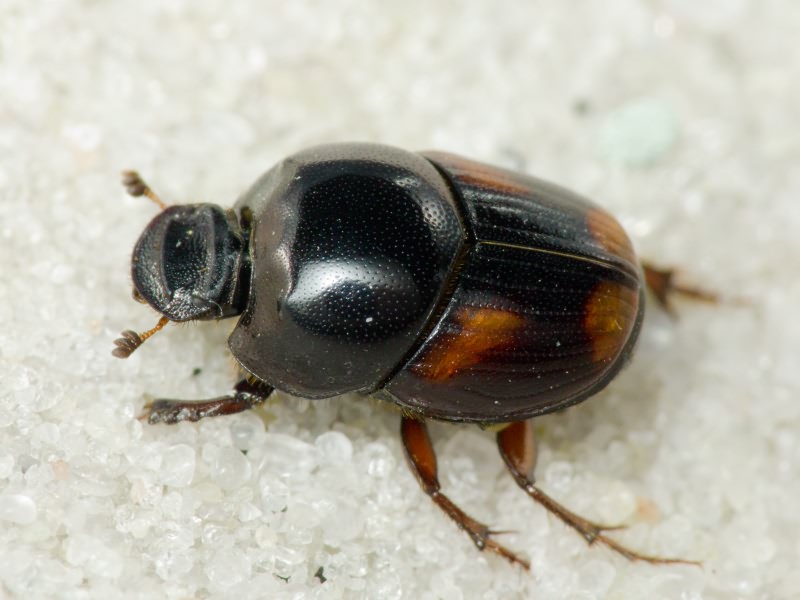Caccobius schreberi (Linnaeus, 1767)